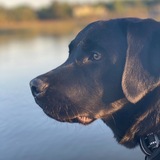 Entry image for Indy