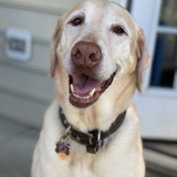 Entry image for Colt