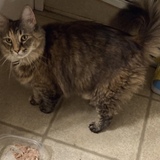 Entry image for Callie Sue