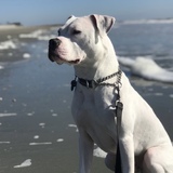 Entry image for Mr. Gibbes