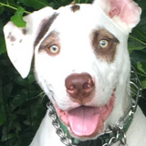 Entry image for Moya