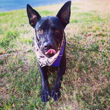 Entry image for Mabel