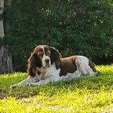 Entry image for Henry