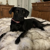 Entry image for Dixie