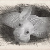 Entry image for Rudy