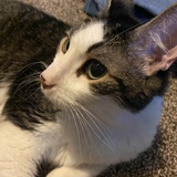 Entry image for Booger