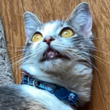 Entry image for Pearl