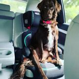 Entry image for Rosie 