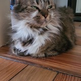 Entry image for Penelope 