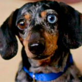 Entry image for Sprocket