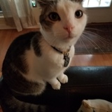 Entry image for Piper