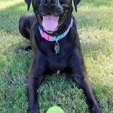 Entry image for Layla