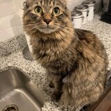 Entry image for Arnie