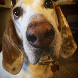 Entry image for Linus