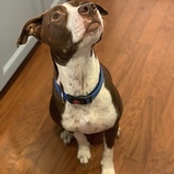 Entry image for Brownie