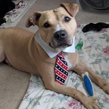 Entry image for King