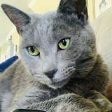 Entry image for Timmy