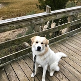 Entry image for Odin