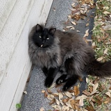 Entry image for Lil’ Nugget