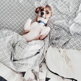 Entry image for Professor Lupin