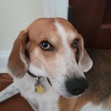 Entry image for Buddy