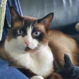 Entry image for Lita