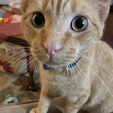 Entry image for Opie (aka The Opa-loper)