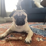 Entry image for Gunnar