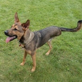 Entry image for Yoshi