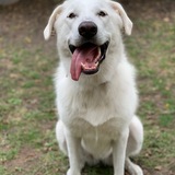 Entry image for Sadie 