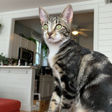 Entry image for Olive