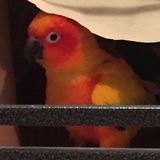 Entry image for Charlie