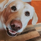 Entry image for DUKE