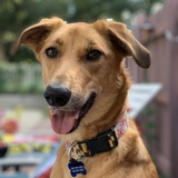 Entry image for Nala