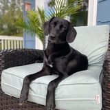 Entry image for Mighty Anyu 