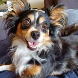 Entry image for Marley