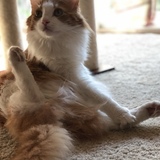 Entry image for Desi