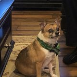 Entry image for Chewy