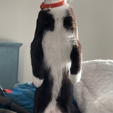 Entry image for Mr. Fitz Pickles