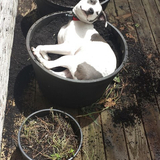 Entry image for Pixie Friedl