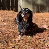 Entry image for Badger Woofgang