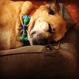 Entry image for Scout