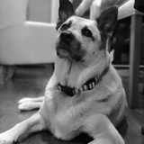 Entry image for Scout