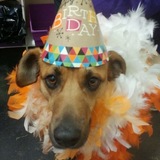 Entry image for Roscoe