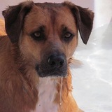 Entry image for Roscoe