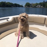 Entry image for Skipper