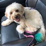 Entry image for Skipper