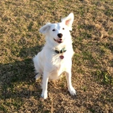 Entry image for Bubba