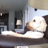 Entry image for Petey