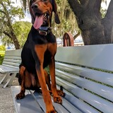 Entry image for Dr. Leo Spaceman